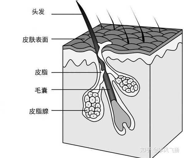 怎么去黑头收缩毛孔?