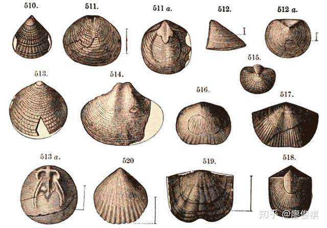 古生物学的经典例子,双壳类(上图)和腕足类(下图),它们别说是科,连"纲