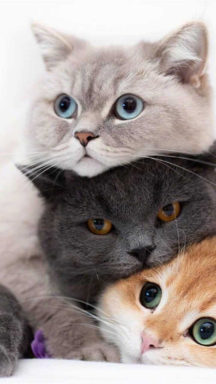有没有带萌猫的高清壁纸?