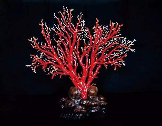 阿卡红珊瑚活枝原料,上有橘红色中交层和外皮层残留