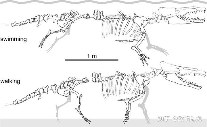 它体长 4 米(包含尾部),当骨架组装完毕时,臀部和四肢形态表明它可以