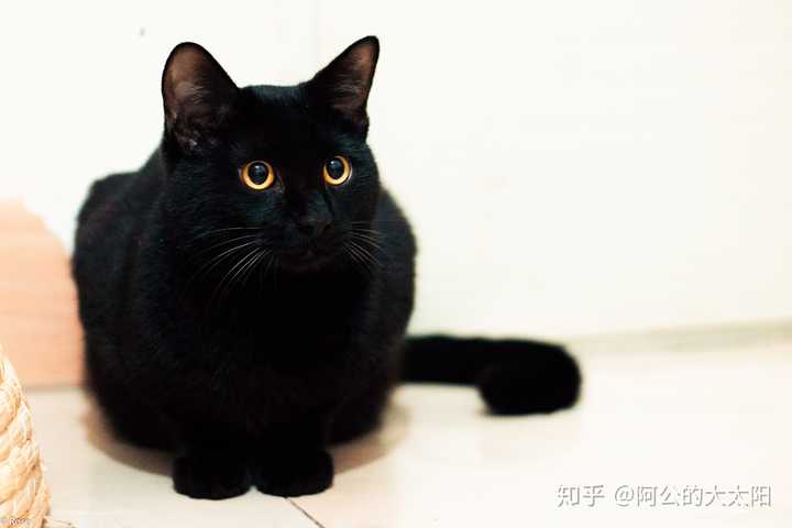 中华狸花猫在哪可以买到?有野性吗?