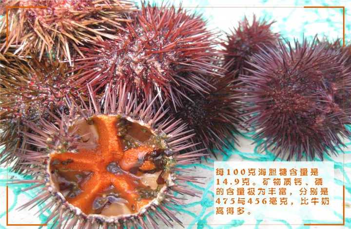 这种海胆诗大连盛产的獐子岛的海胆 看一段来自舌尖上的中国对海胆的