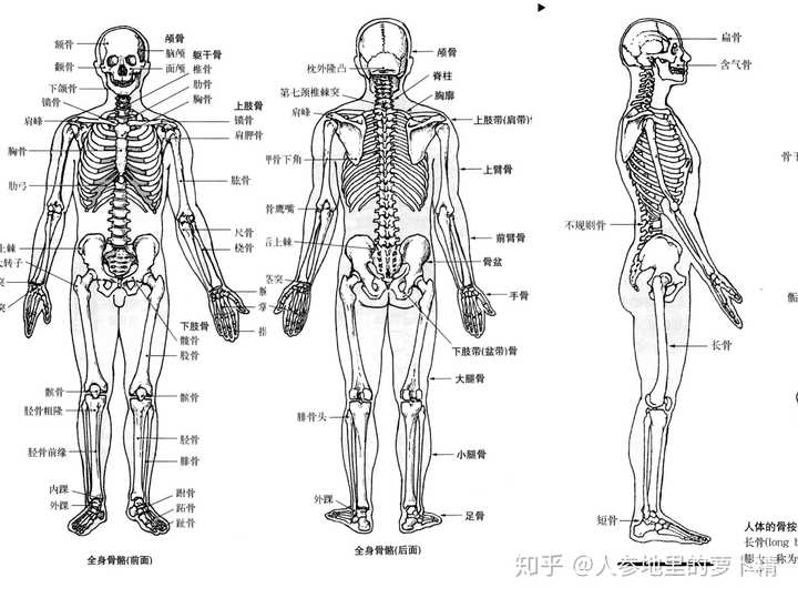 人体标准骨骼结构正面,背面和侧面