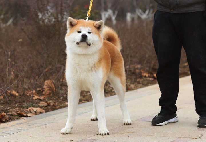 我家秋田犬14个月了,对人很友善,有时也很好冷,都 也一点不凶,都说