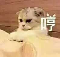 有哪些可爱的表情包?