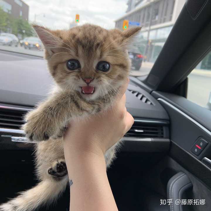 女生养男猫还是女猫好?