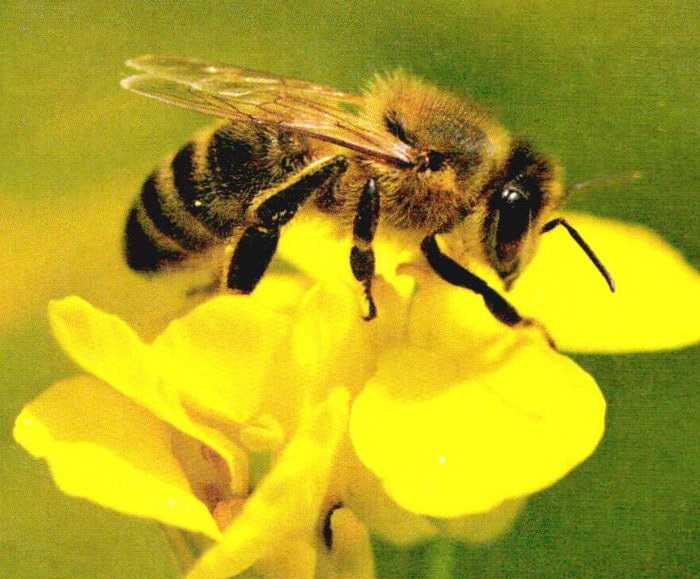 春季正在采蜜的中华蜜蜂