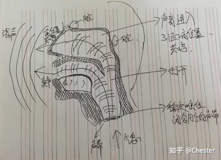 发声的核心是稳定的喉头与闭合刚好的声带,只要它们受到干扰和影响