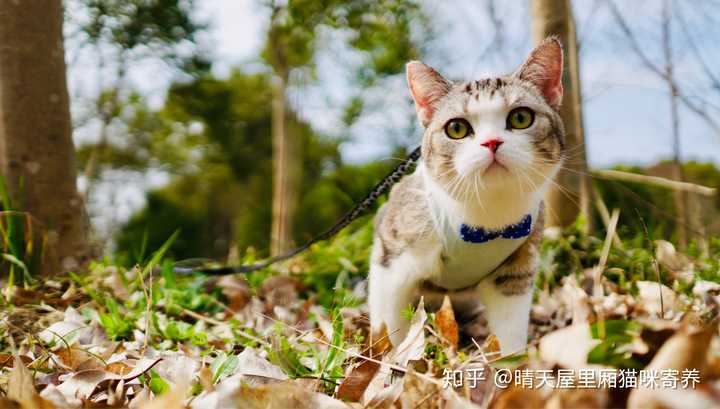 带猫出门散步是一种什么样的体验?
