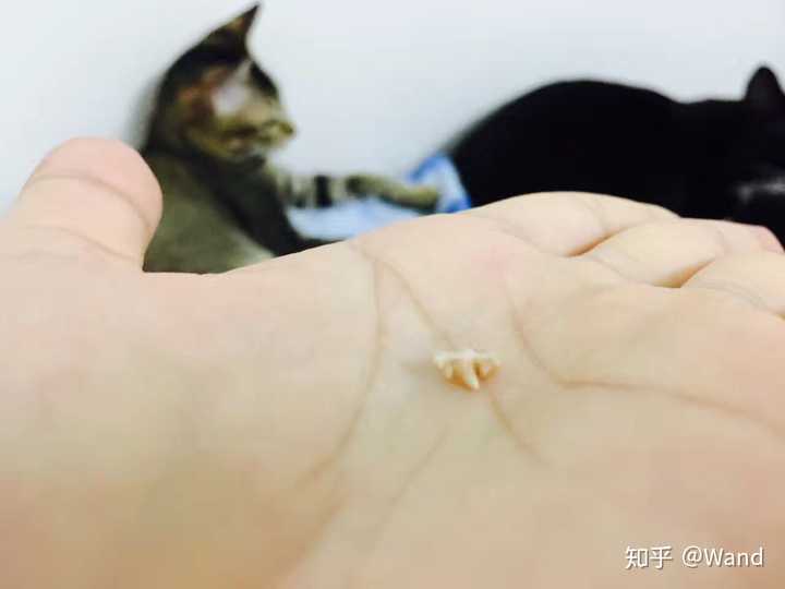 前4个月吃食都挺好的,所以牙齿白白的: 但是妹妹是流浪猫后代,曾经的