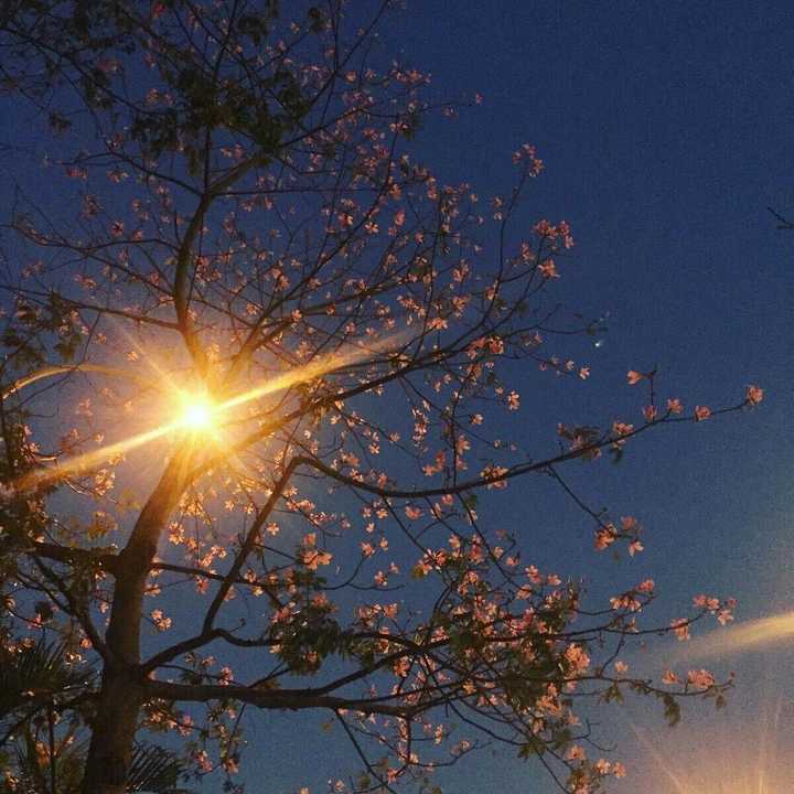 有哪些适合做微信头像的风景或静物图片?
