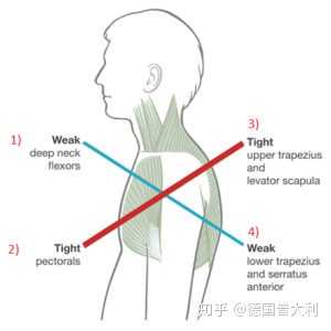 另外可能你会从侧面拍的照片中观察到自己的耳尖越来越到肩膀