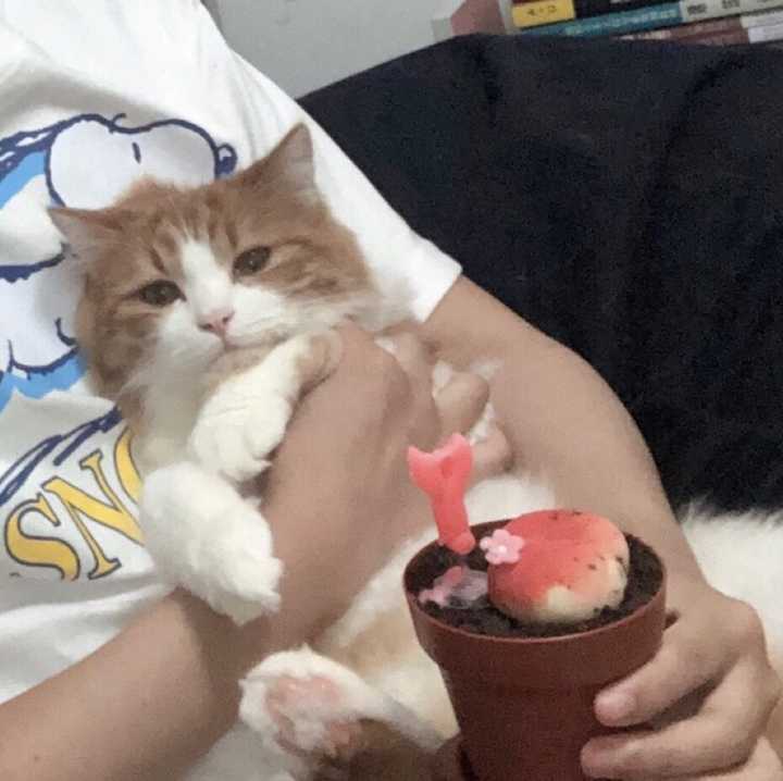可以晒一晒你家的猫咪吗?