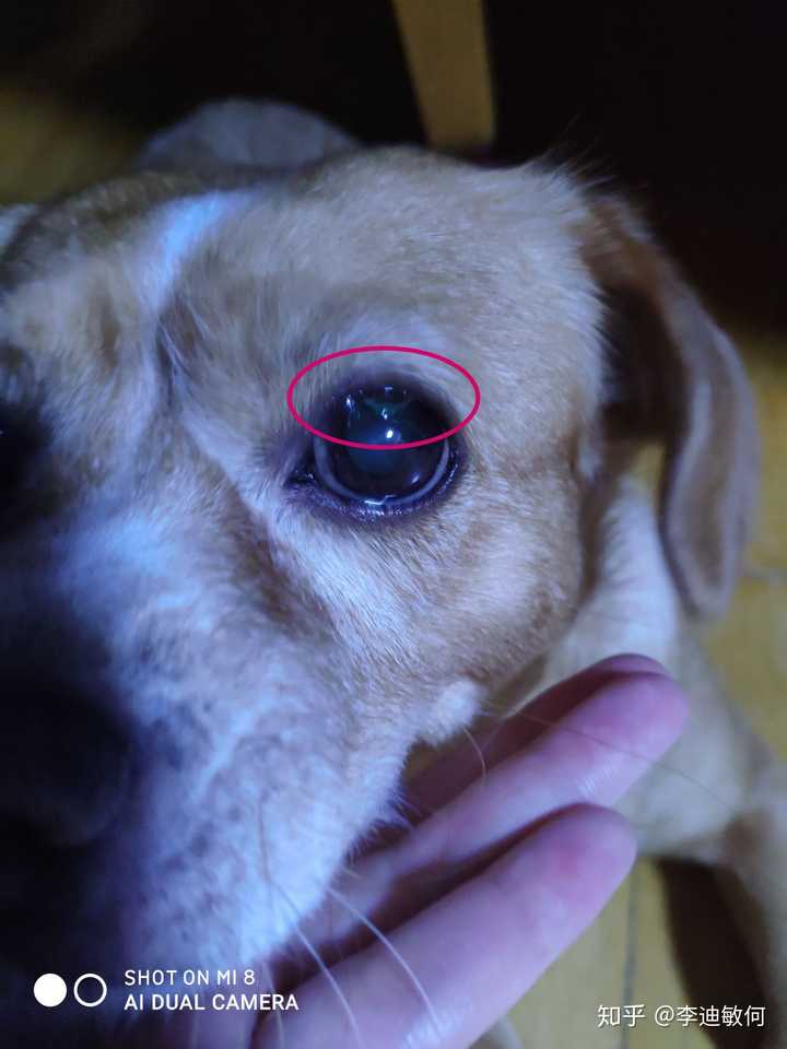 狗狗眼睛里有这个是什么