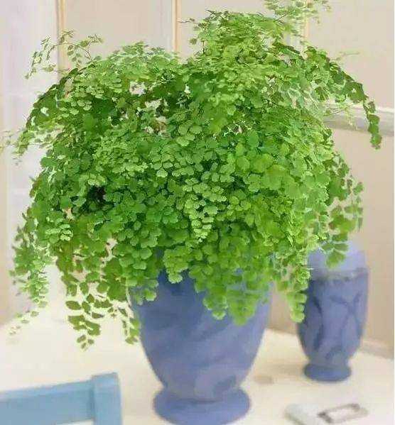 厕所养什么植物最好