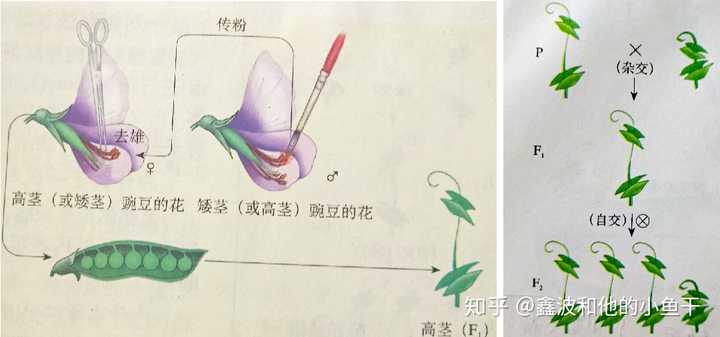 矮茎豌豆(dd)杂交得到的杂种子一代(dd),含有父母本双方的遗传物质