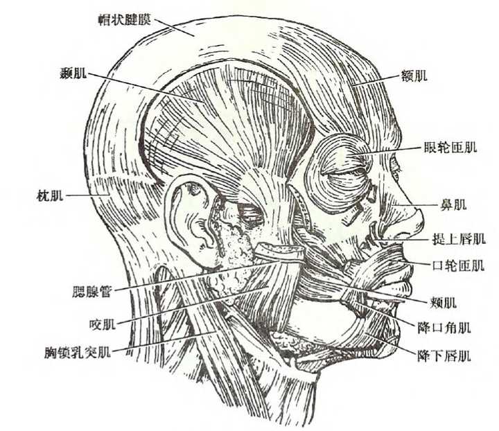 天生厚嘴唇(ps特别厚),怎么样不手术,不药物把嘴唇变薄?