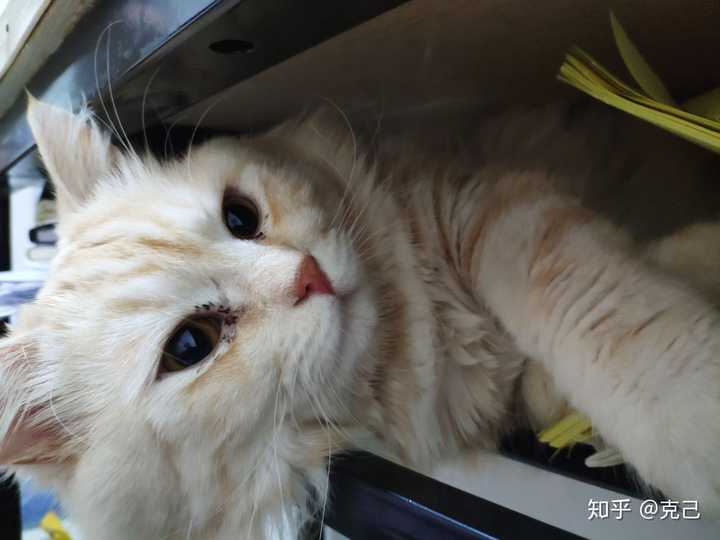 卖家说这是布偶和橘猫的串,想问下这是串还是就是橘猫