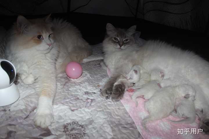 家里养多只猫是什么样的体验?