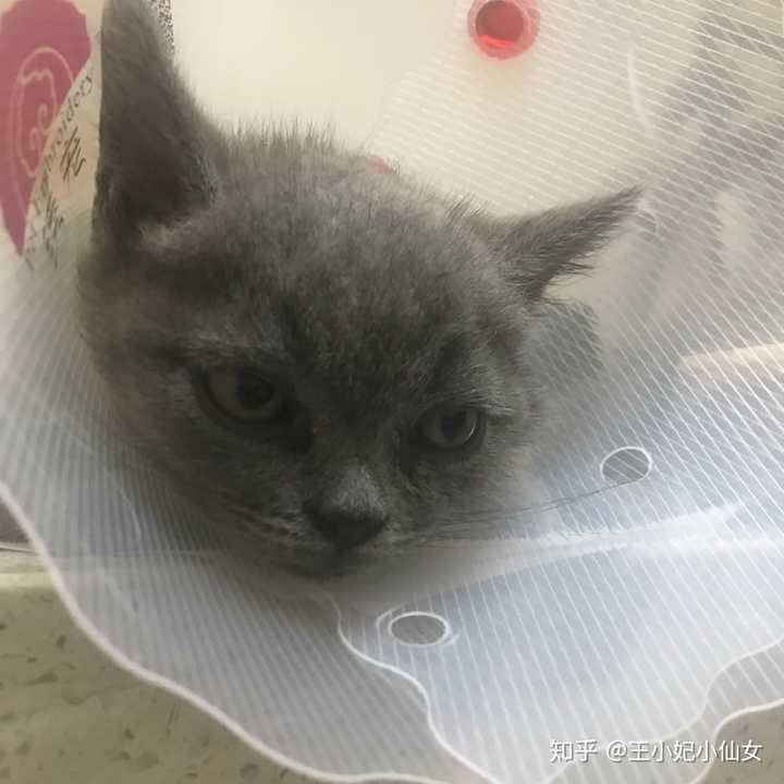 家里有只蓝猫是什么样的体验?