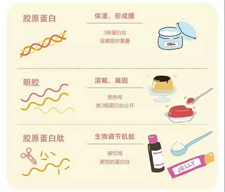 胶原蛋白由细胞合成并分泌到细胞外,它是由3条肽链拧成螺旋形的纤维状