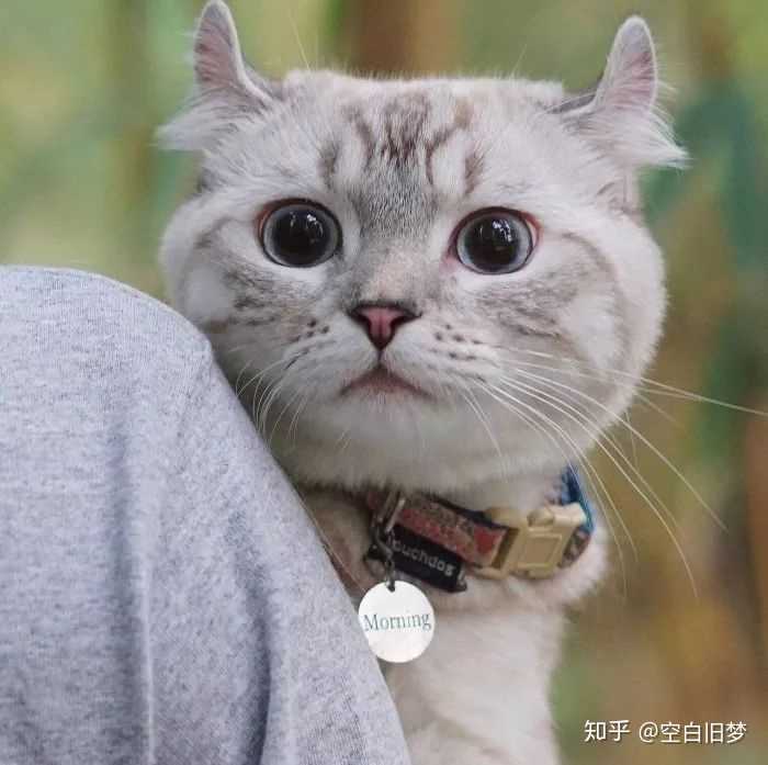 有哪些好看的猫咪壁纸或头像?