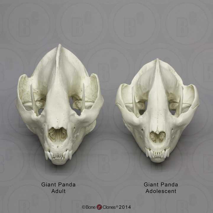 而这是大熊猫的头骨的克隆,大概就是这样的