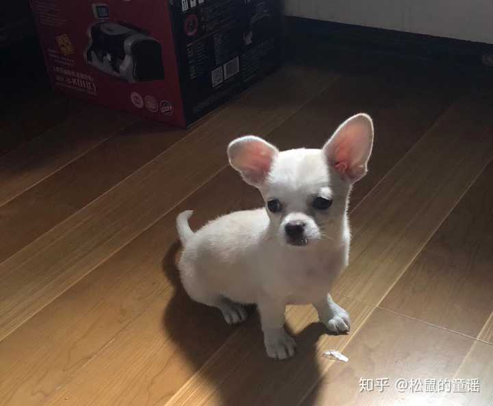 的很机灵 她的崽子遗传她的大耳朵 可爱炸了 下面上图她和博美的崽崽
