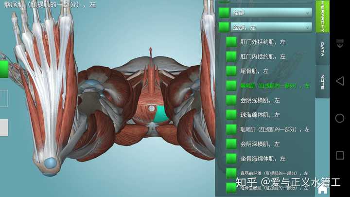 男性盆骨pc肌