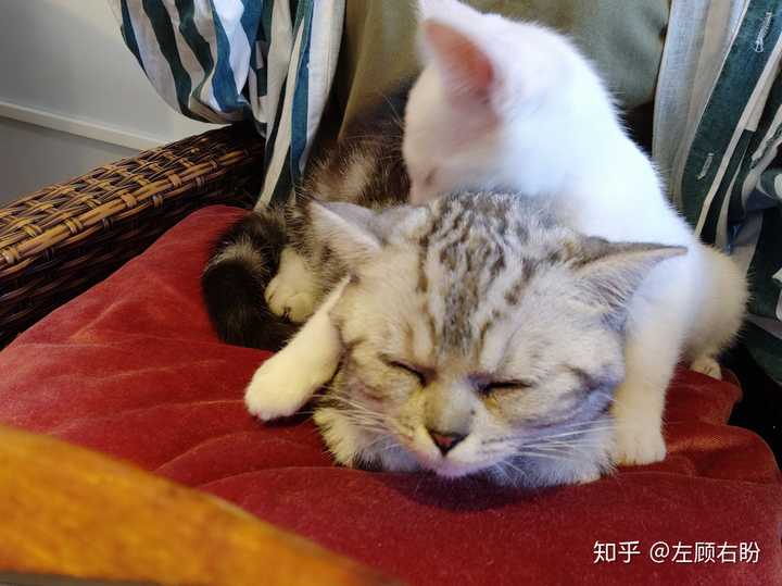 为什么大家的吸猫热情越来越高涨?