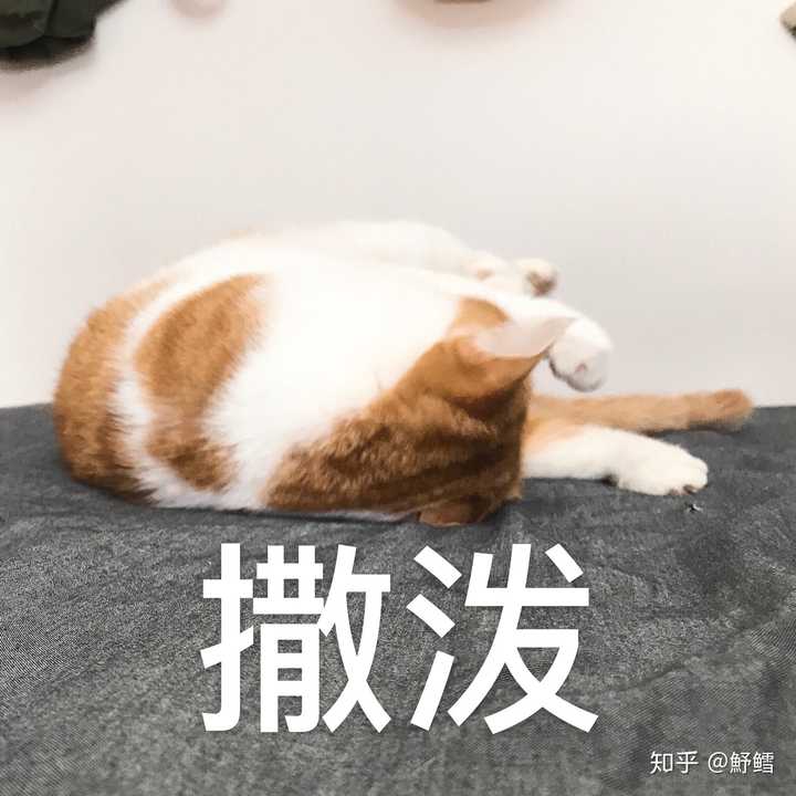 养一只吃啥啥不剩,吃嘛嘛香的胖猫是一种什么样的体验