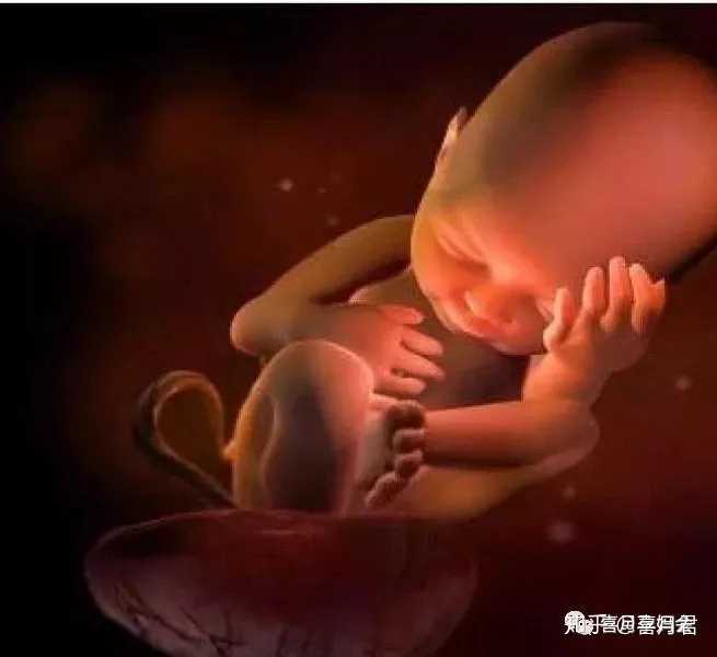 胎儿在妈妈肚子里面是怎样长大的?