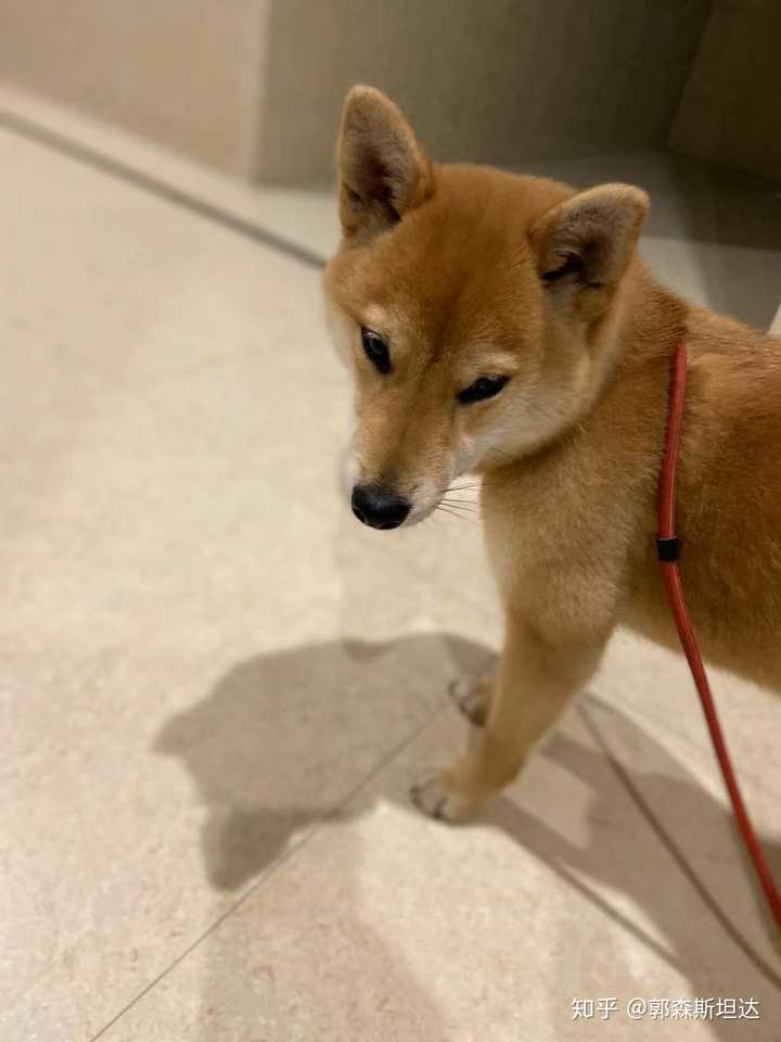 有没有适合小柴犬的名字