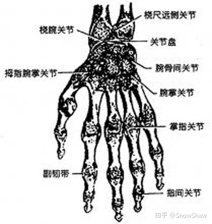 随附一张手指关节剖析图.