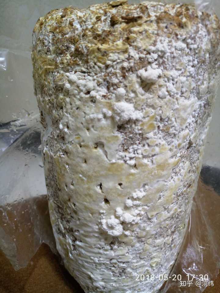我的蘑菇菌包是不是发霉了?