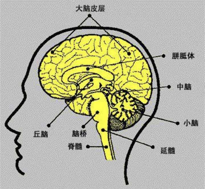 记忆的神经生理基础涉及 皮质的感觉联络区,颞叶,丘脑和整个大脑皮质