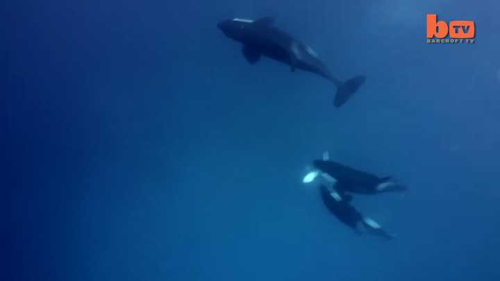 一头虎鲸负责警戒,两头虎鲸掀翻了虎鲨,直到虎鲨失去意识.