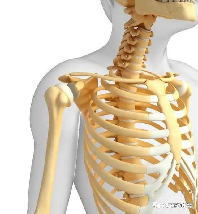 扁平足,盆骨前倾,肋骨外翻,胸式呼吸,翼状肩胛骨等.