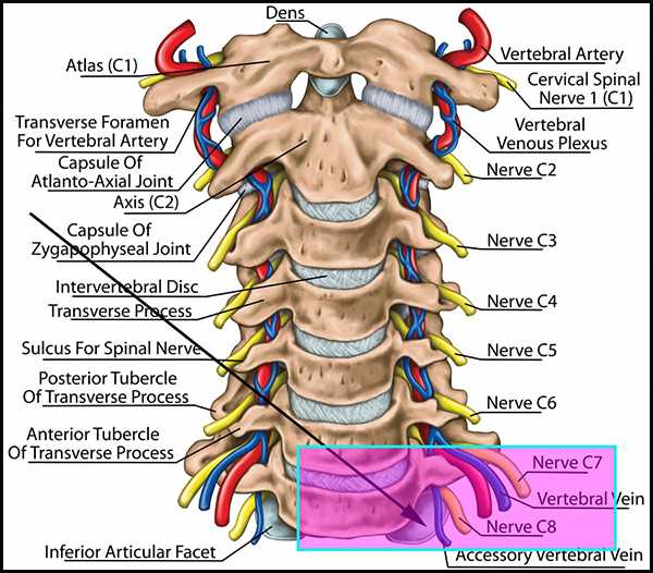 隆椎",特点是棘突长而粗大,横突孔较小,如下图所示: 第1-6颈椎的横突