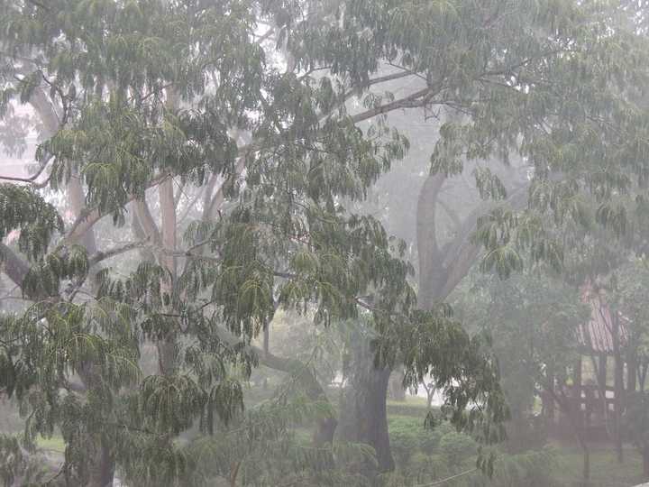 雨中的合欢树