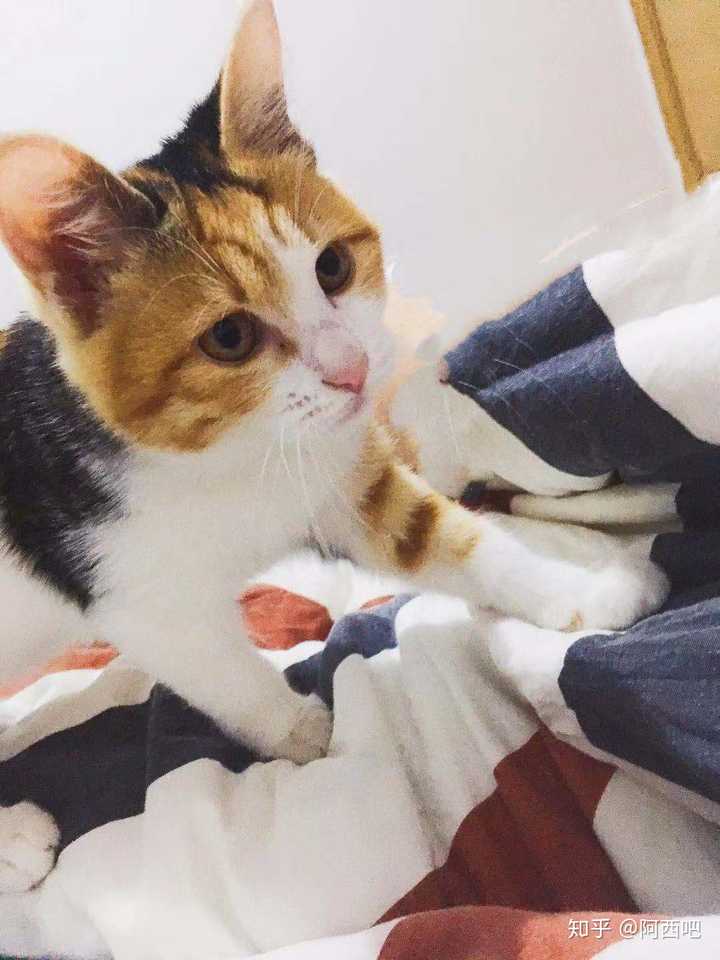 最好看的三花猫长什么样子?