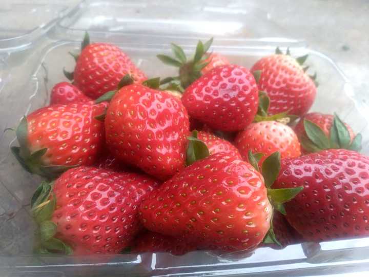 如何家庭种植草莓