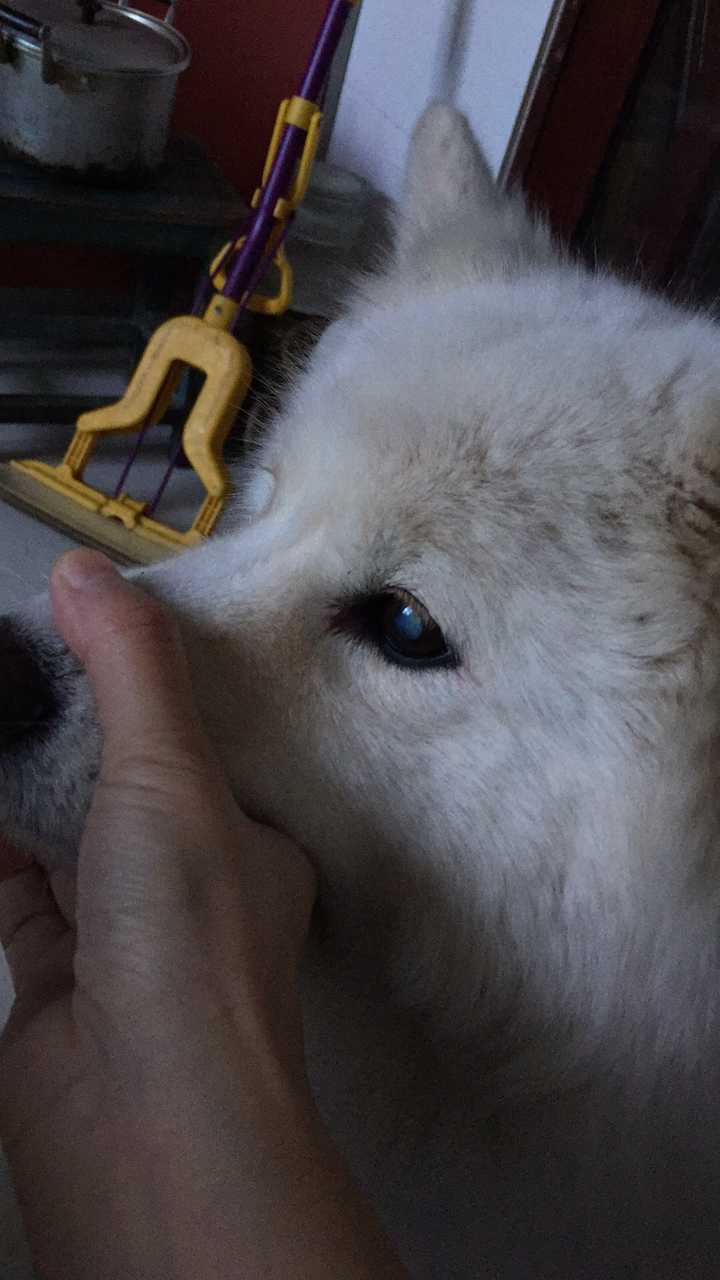 狗狗得了糖尿病需要测血糖,耳朵没有血,扎哪里更好呢?