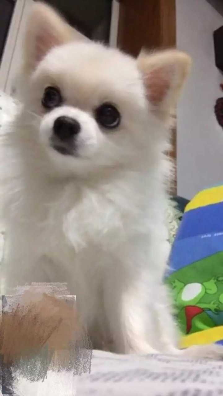 感谢奶豆的干妈 猴子期丑爆了 我可能是一条假狗 博美天生的心脏都不