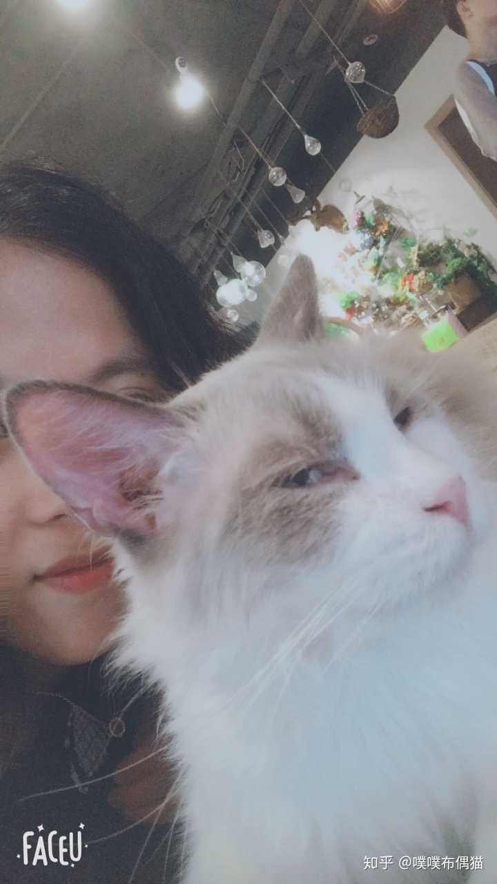 和猫咖的布偶艰难合照1