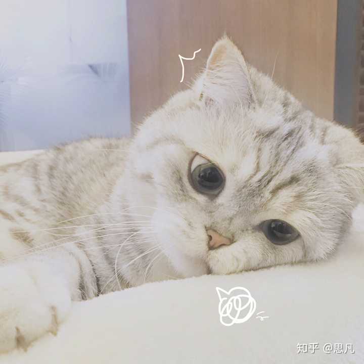 有没有猫的搞怪头像呢?