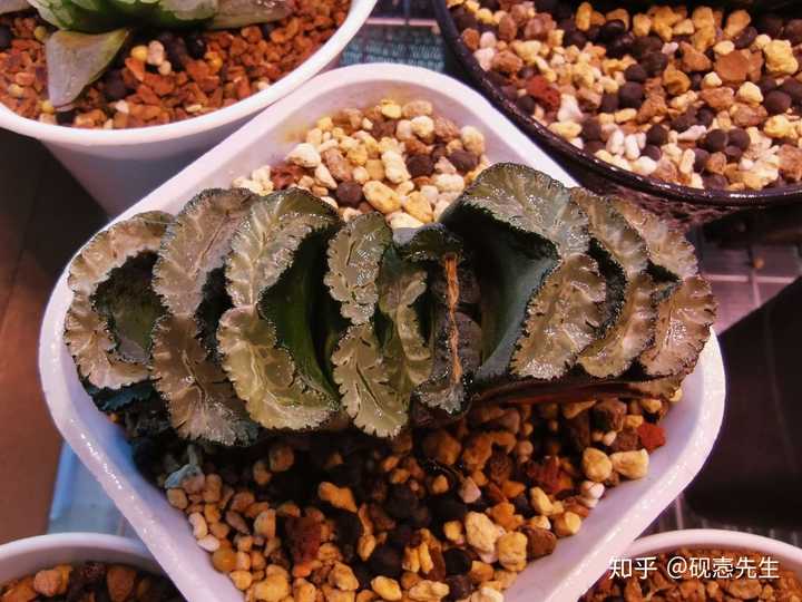 写乐玉扇 harworthia truncata