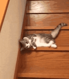 有哪些可爱到哭泣的猫咪图片或者表情包?