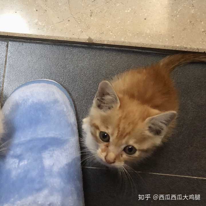 你们的橘猫都是哪里来的?